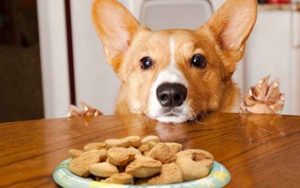 Sắp xếp thời gian biểu cho bữa ăn giúp huấn luyện chó corgi dễ dàng hơn