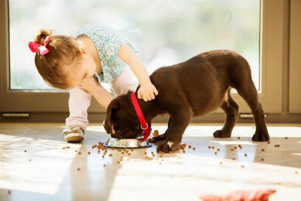 Nên thưởng cho chúng nếu chúng làm tốt bài huấn luyện