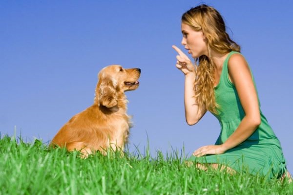 Cách huấn luyện chó chó golden hiệu quả nhất thì bạn phải kiên nhẫn