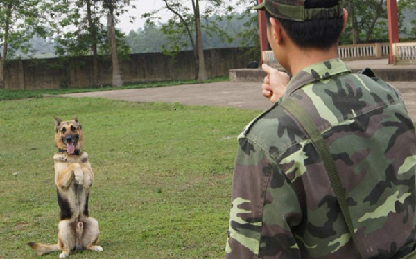 Trường huấn luyện chó cảnh ở tphcm có nhiều phương pháp giảng dạy 