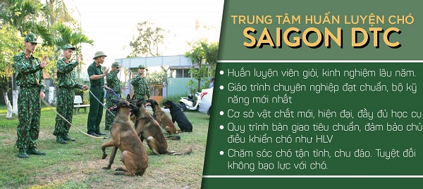 Trường huấn luyện chó cảnh ở tphcm Sài Gòn DTC nơi uy tín
