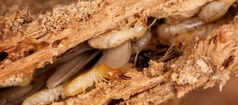 Mọt gỗ sinh ra từ đâu