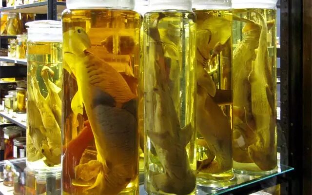  Công dụng của formalin trong các ngành công nghiệp bảo quản thực phẩm