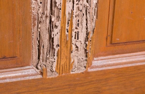 Hiểm họa âm thầm trong chính ngôi nhà khi mối làm tổ trong đồ gỗ