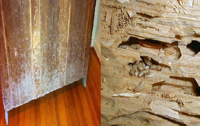Mối phá hoại tủ gỗ