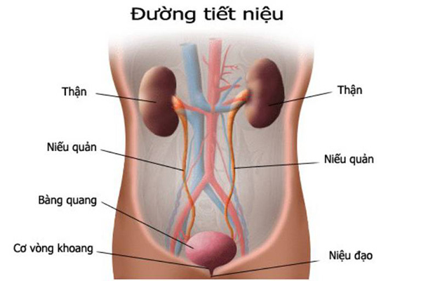 Bệnh lý đường tiết niệu ở nam giới