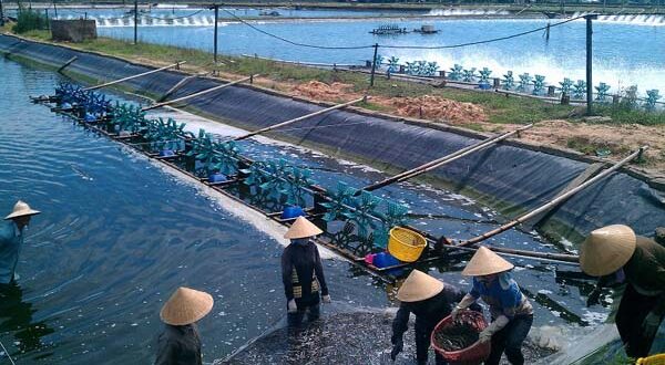 Hóa chất ngành thủy sản