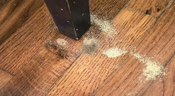 Mối dưới nền nhà