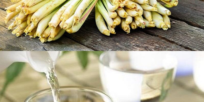 Khám phá quy trình chiết xuất tinh dầu sả nguyên chất, giữ trọn hương thơm và lợi ích thiên nhiên